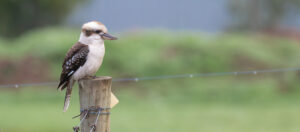 Where in the World 605 kookaburra on a fence post featured image
