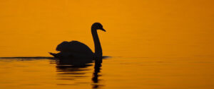 Where in the World 610 swan silhouette on river golden light featured image