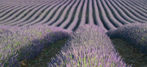 Where in the World 609 featured image field of lavendar