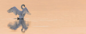 Where in the World 614 featured image swan taking flight on peach coloured water at sunset