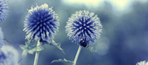 Where in the World 616 featured image flower head