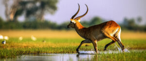 Where in the World 619 featured image antelope inwater river