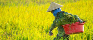 Where in the World 624 featured image farmer harvesting rice Asia