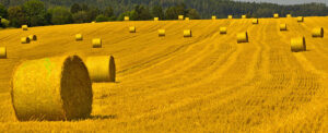 Where in the World 625 field with hay bales