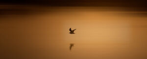 Where in the World 627 featured image bird flying over water at sunset sunrise reflection