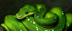 Where in the World 627 featured image emerald green tree boa snake