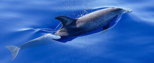 Where in the World 630 featured image dlphin swimming in water blue