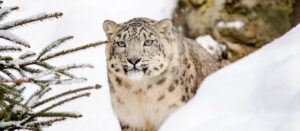 Where in the World 638 snow leopard in snow