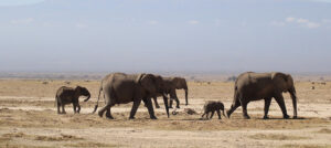 Where in the World 640 African elephants walking across arid landscape