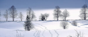 Where in the World 648 Trees in snowy winter landscape