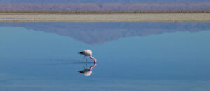 Where in the World 651 featured image falmingo in lake
