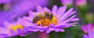 Where in the Worl 670 honey bee on purple aster flower featured image