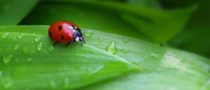 Where in the World 676 ladybird on a green leaf featured image