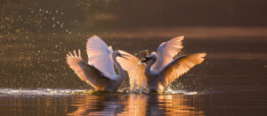 Where in the World 674 waterfowl on water fighting courting