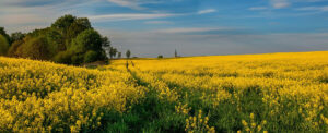 Where in the World 672 featured image field of rapeseed against a blue sky