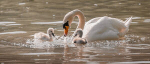 Where in the World 687 Swan and cygnets on water