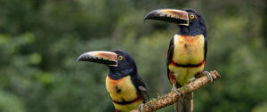 Where in the World 685 2 toucans on a branch featured image