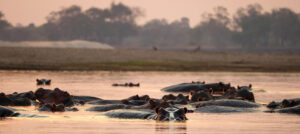Where in the World 696 featured image hippos in a river at sunset