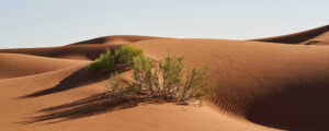 Where in the World 699 featured image desert sand dunes shrub