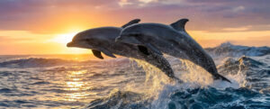 Where in the World 704 dolphins leaping from the waves sunset