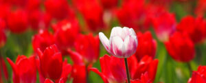 Where in the Worl 707 featured image sing white tulip among many red tulips