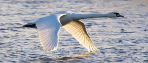 Where in the World 705 swan in flight over water