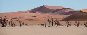 Where in the World 714 Namib Desert dunes dead trees