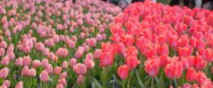 Where in the World 711 featured image mass of pink tulips