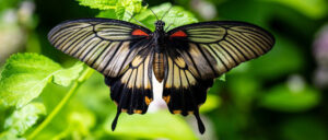 Where in the World 712 featured image tropical butterfly