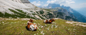 Where in the World 713 featured image cows in alpine pasture spring
