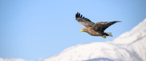 Where in the World 7116 raptor in flight over snowy landscape