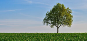 Where in the World 718 featured image lone tree against blue sky