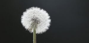 Where in the World 720 featured image Dandelion seed head black background