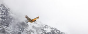 Where in the World 722 featured image eagle in flight over snow covered moutain