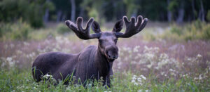 Where in the World 721 featured image moose in grass