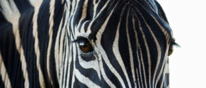 Where in the World 724 featured image abstract close up of zebra face