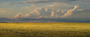 Where in the World 725 featured image rain clouds forming over mountains and yellow field