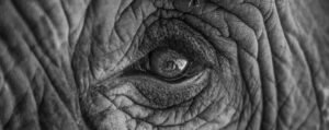 Where in the World 727 featured image eye of an elephant