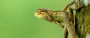 Where in the World 726 featured image lizard on tree green
