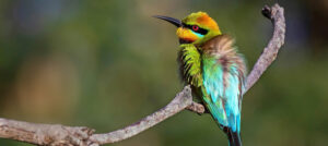 Where in the World 729 featured image bee eater on branch bird
