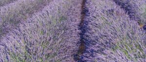Where in the World 653 Featured image lavender in field