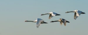 Where in the World puzzle featured image swans fly in in formation