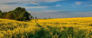 Where in the World 666 yellow field of rapeseed blue sky