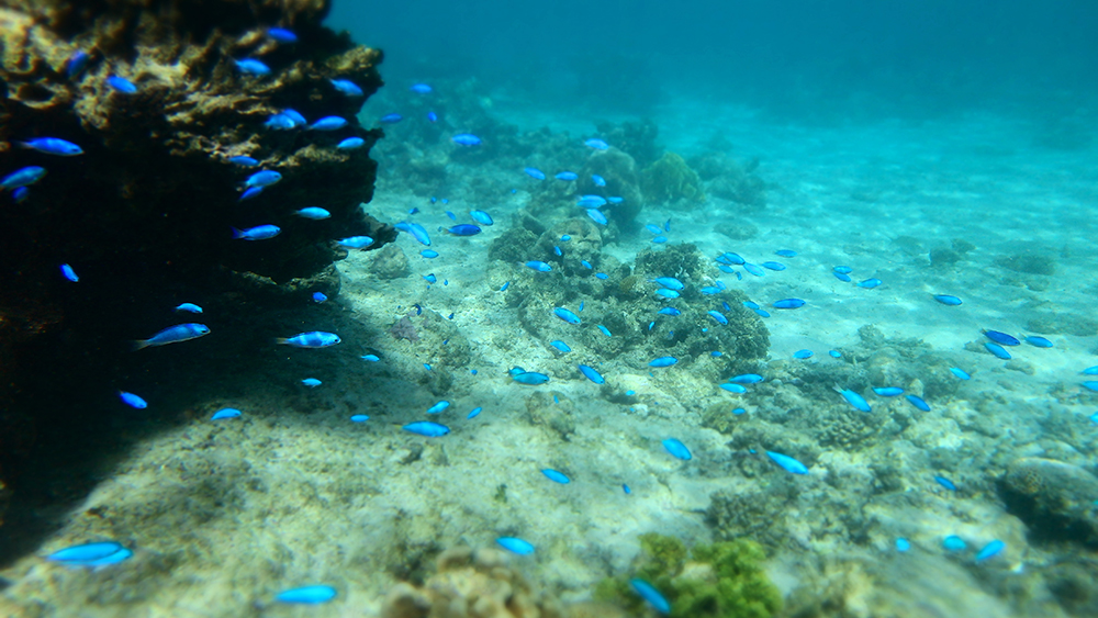 Blue fish around coral reef