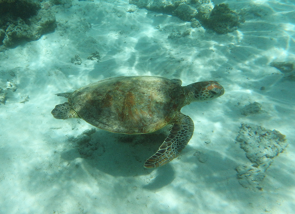 Turtle on the Ningaloo Reef