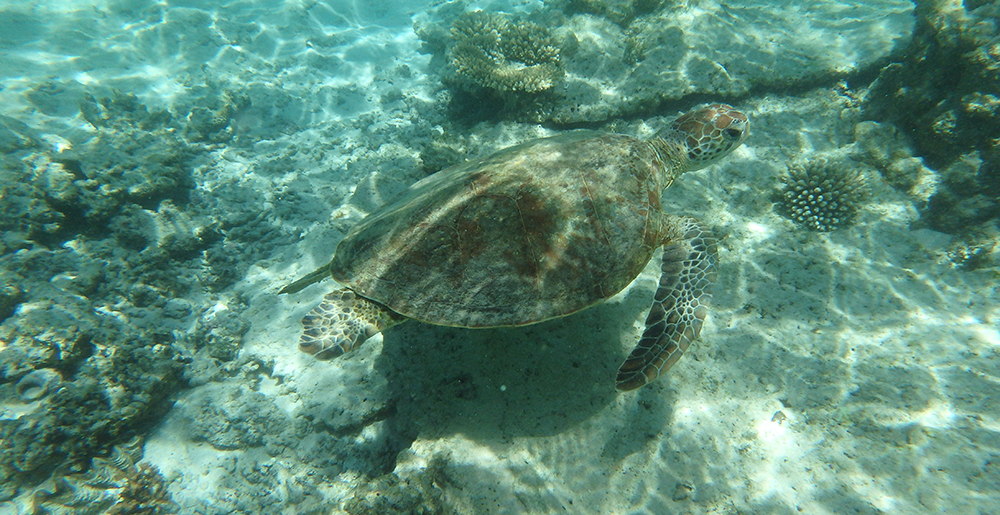 Ningaloo turtle