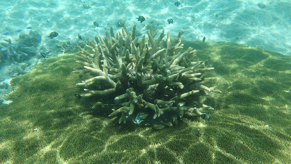 snorkelling Ningaloo coral reef