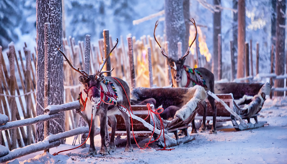 Finding Santa Rovaniemi Finland reindeer sleigh