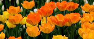 Arundel Tulip Festival orange colour tulips