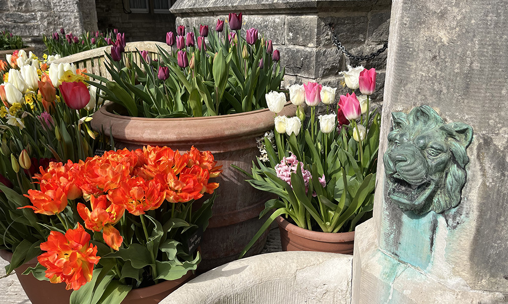 Arundel Castle Tulip Festival garden flower arrangement